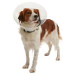 COLLAR ISABELINO 7.5CM - Imagen 2