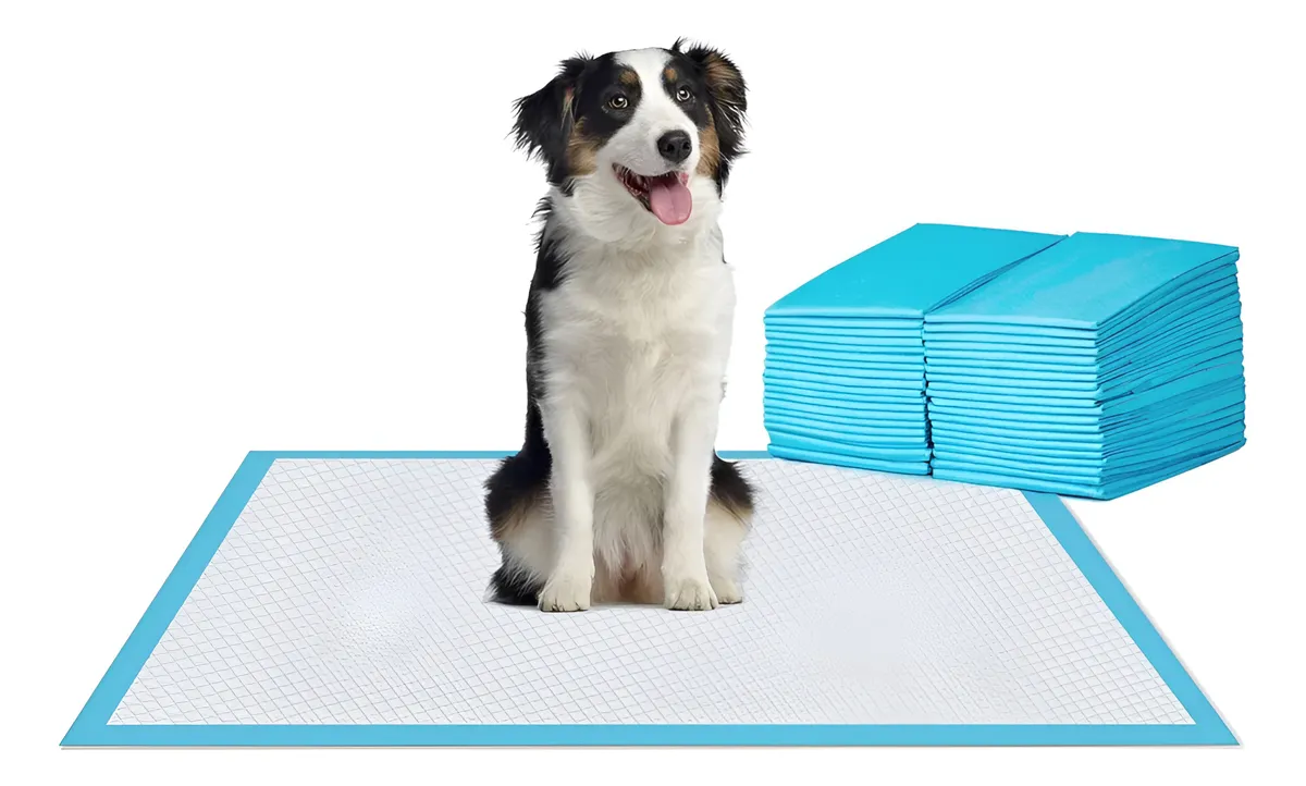 D_NQ_NP_2X_789837-MLC89547539683_082025-F SABANILLA DE ENTRENAMIENTO DESECHABLES DANDI 60*60CM 50 UN - Imagen 1