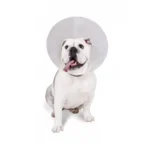 COLLAR ISABELINO 25CM