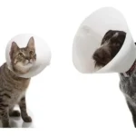 COLLAR ISABELINO 10CM