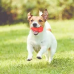 JUGUETE DE PERRO STRONG TIPO PERA - Imagen 2